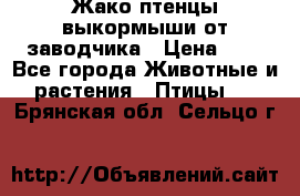 Жако птенцы выкормыши от заводчика › Цена ­ 1 - Все города Животные и растения » Птицы   . Брянская обл.,Сельцо г.